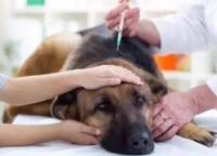 【狗友必知】关于疫苗和抗体你必须知道的事！