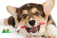 狗狗七种常见的口腔疾病，引起你的重视了吗？