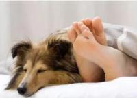 家里的狗狗总爱挨着人睡觉是怎么回事？