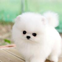 白色球形博美狗狗的一般价格 白色博美犬图片