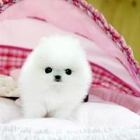 博美犬舍白色博美狗狗出售 白色博美狗狗图片多少钱