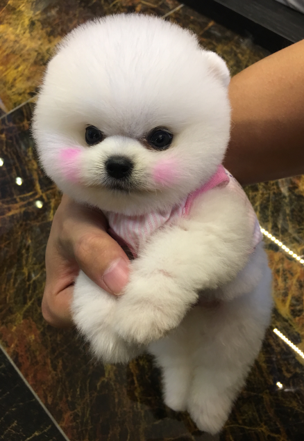 北京白色俊介犬茶杯犬图片多少钱一只小型正宗