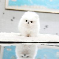 韩系博美犬舍白色博美狗狗出售 白色博美狗狗价格