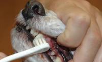 狗狗牙齿清洁，怎么保持狗狗的口腔清洁？