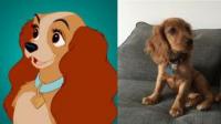 布鲁托是什么犬种？揭密迪士尼知名卡通中五大汪星人的真实身分！
